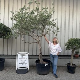 Mature Tuscan Olive Tree