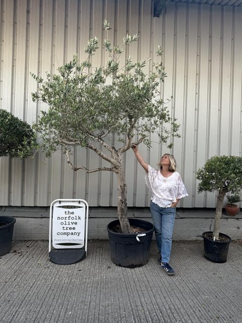 Mature Tuscan Olive Tree