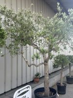 Mature Tuscan Olive Tree