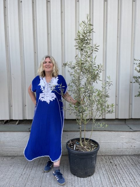 Courtyard Olive tree