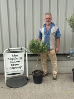 twisted olive tree