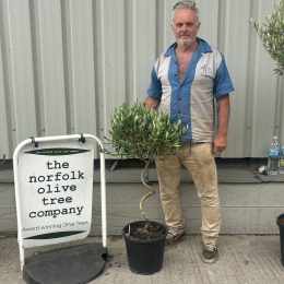 twisted olive tree