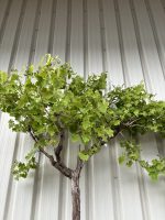Fig tree