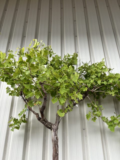 Fig tree