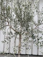 Tuscan Olive tree