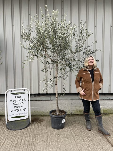 Tuscan Olive tree