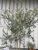 Open crown Olive Tree