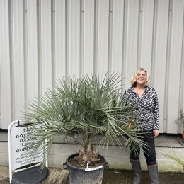 Butia Capitata