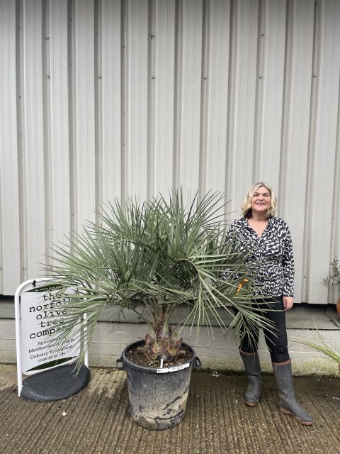 Butia Capitata