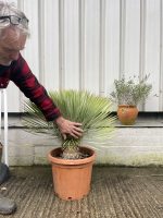 Yucca Rostrata