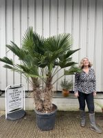 trachycarpus-wagnerianus-double trunk