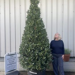 Bay tree topiary