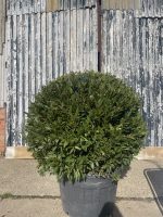 Bay tree topiary