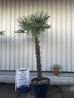 Trachycarpus Fortunei