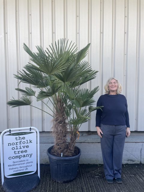 Trachycarpus wagnerianus double trunk