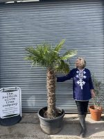 Trachycarpus fortunei palm tree