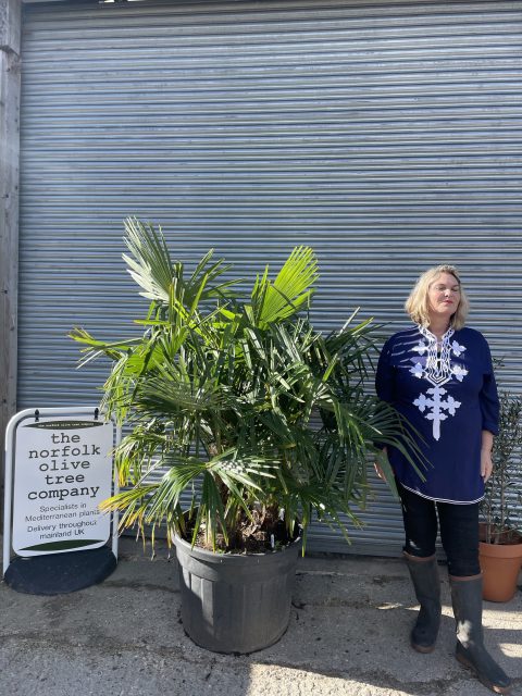 Multi- trunk Trachycarpus Fortunei