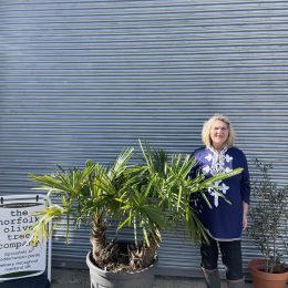 Multi- trunk Trachycarpus Fortunei. Free delivery