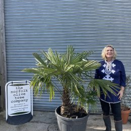 Multi- trunk Trachycarpus Fortunei