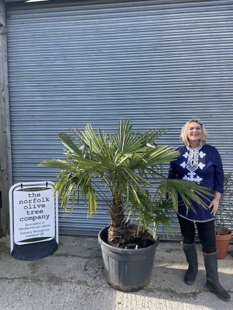 Multi- trunk Trachycarpus Fortunei