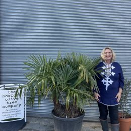 Multi- trunk Trachycarpus Fortunei. Free delivery