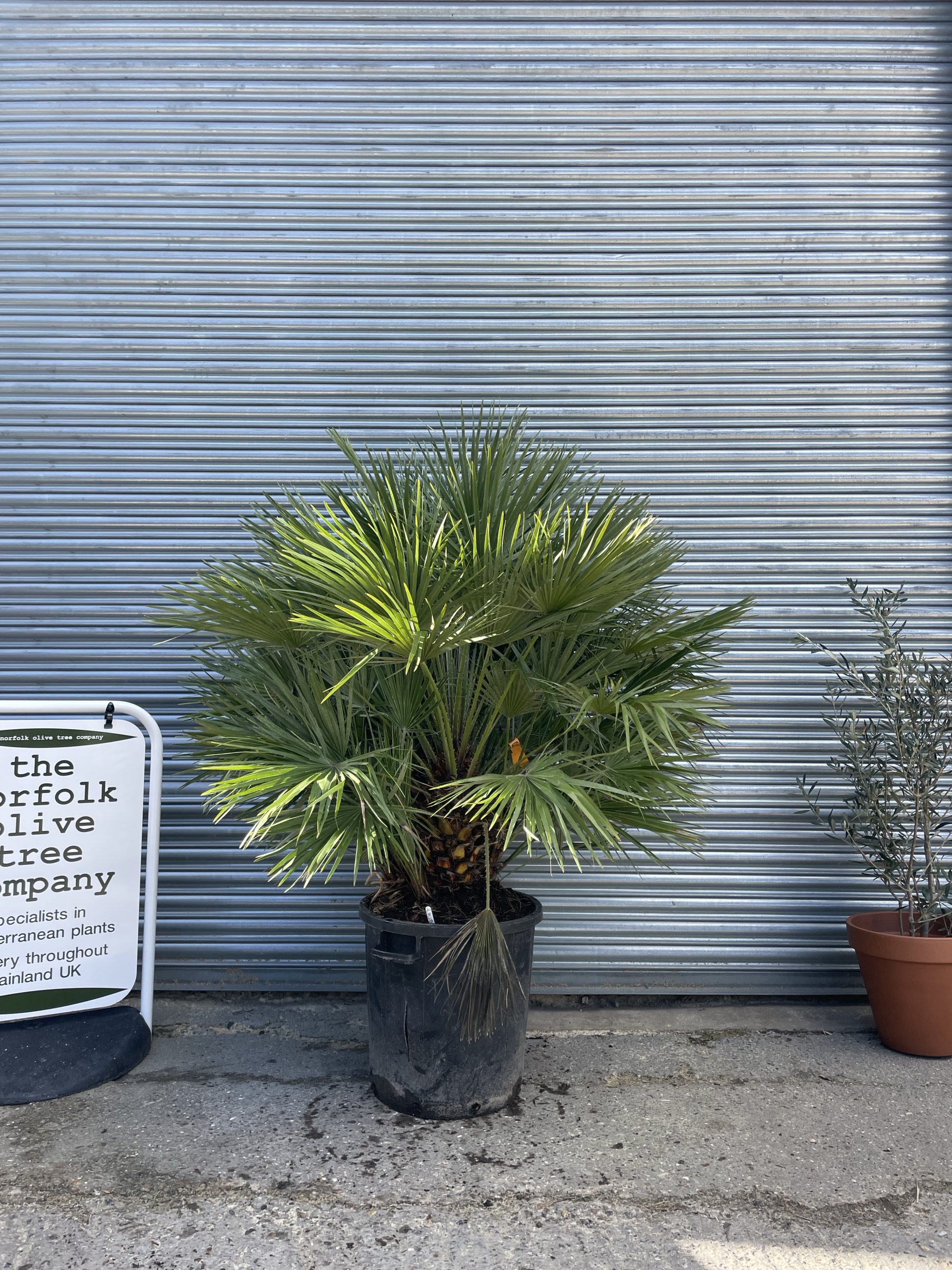 Chamaerops Humilis - free delivery - The Norfolk Olive Tree Company