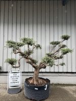 Niwaki cloud Olive tree