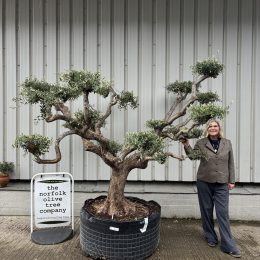 Niwaki cloud Olive tree