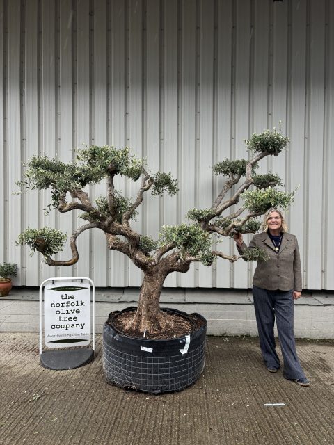 Niwaki cloud Olive tree