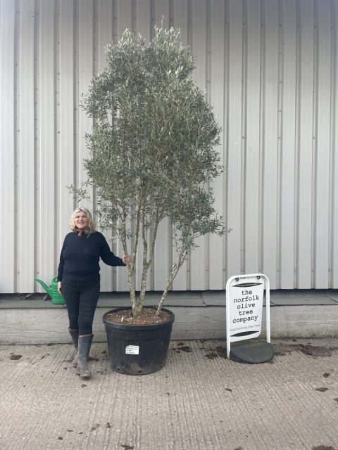 Multi-stem Olive Tree