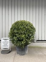 Bay tree topiary