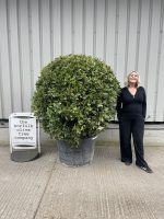 Bay tree topiary