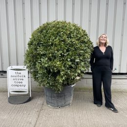 Bay tree topiary