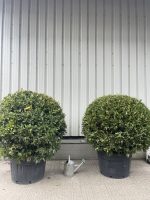 Bay tree topiary