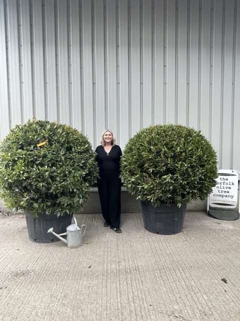 Bay tree topiary