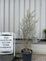 Wild Olive Tree - Oleaster variety.