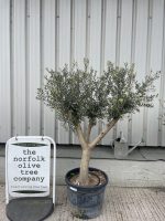 Chelsea Olive tree