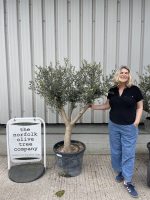 Chelsea Olive tree