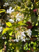 Pleached Jasmine