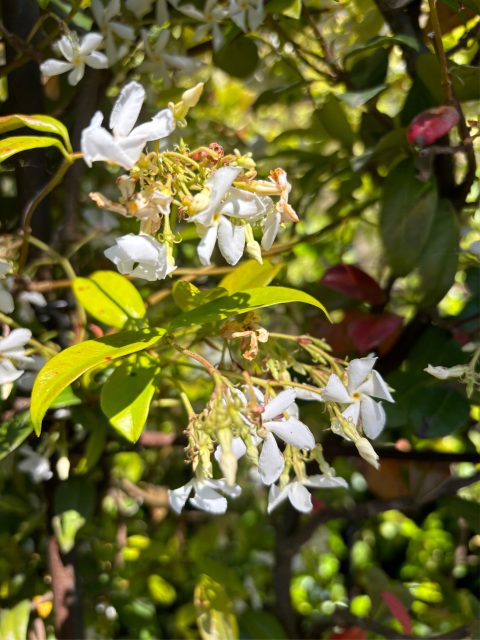 Pleached Jasmine