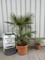 Chamaerops humilis cerifera