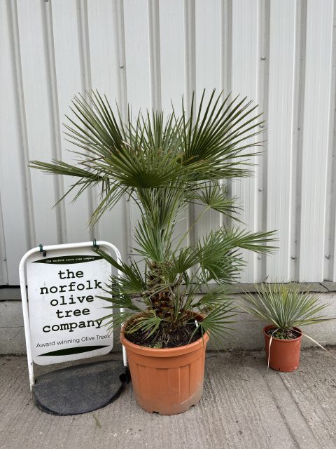 Chamaerops humilis cerifera