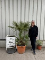 Chamaerops humilis cerifera