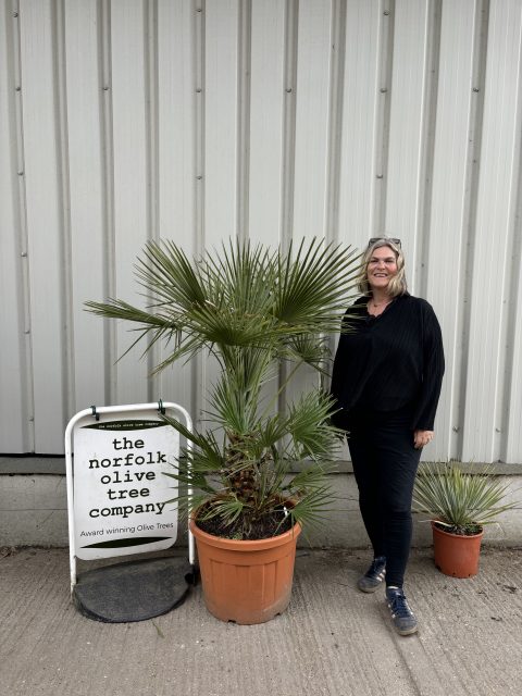 Chamaerops humilis cerifera