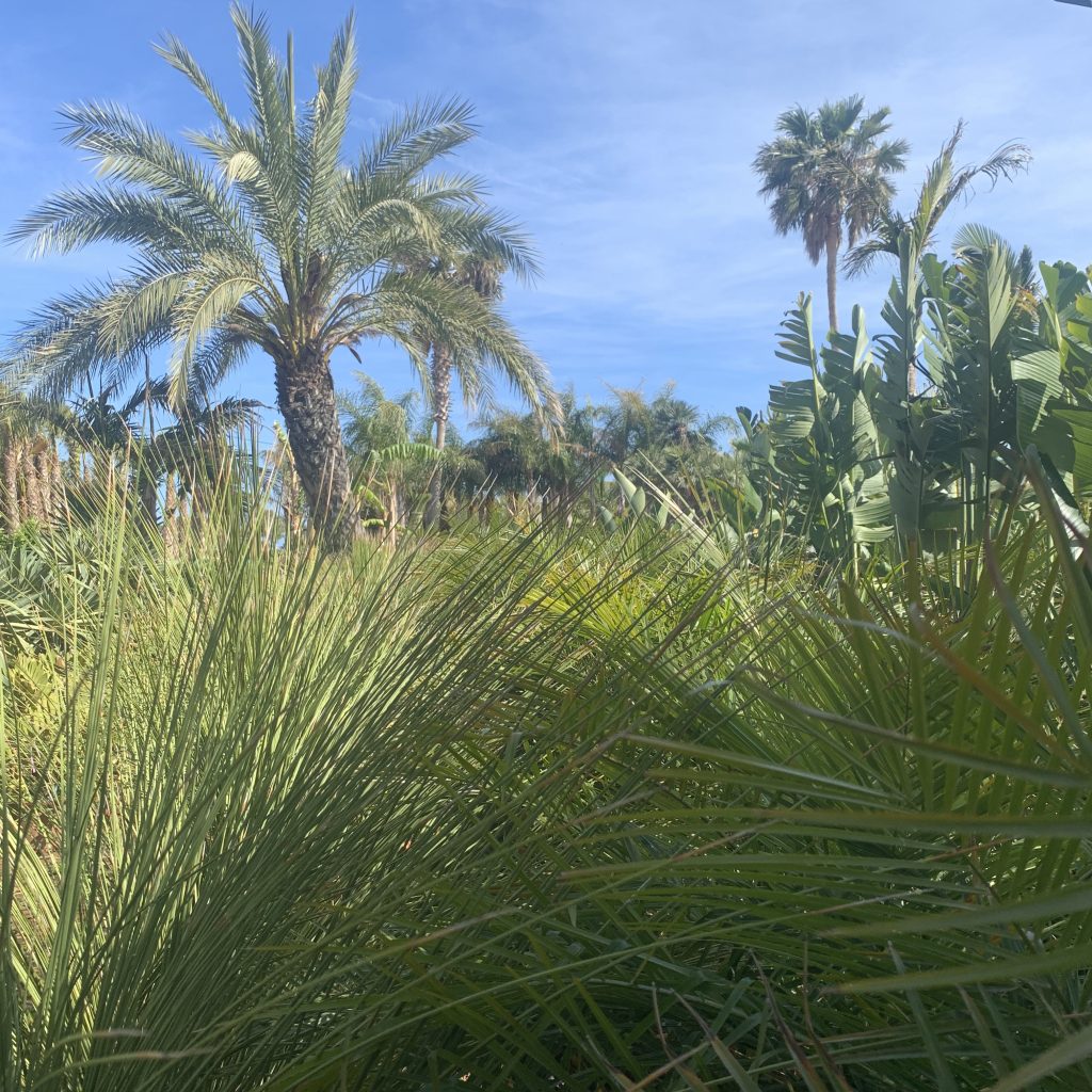 Canary Island Date Palm