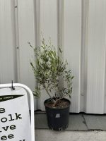 Bonsai Olive Tree