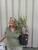 Bonsai Olive Tree