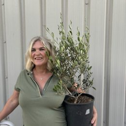Bonsai Olive Tree
