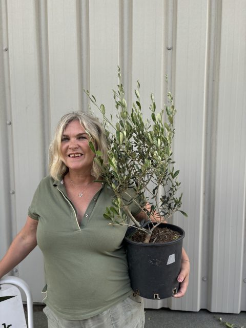 Bonsai Olive Tree