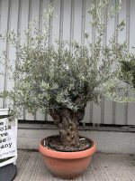 IMG_1727 Gnarled Olive tree bonsai bowl